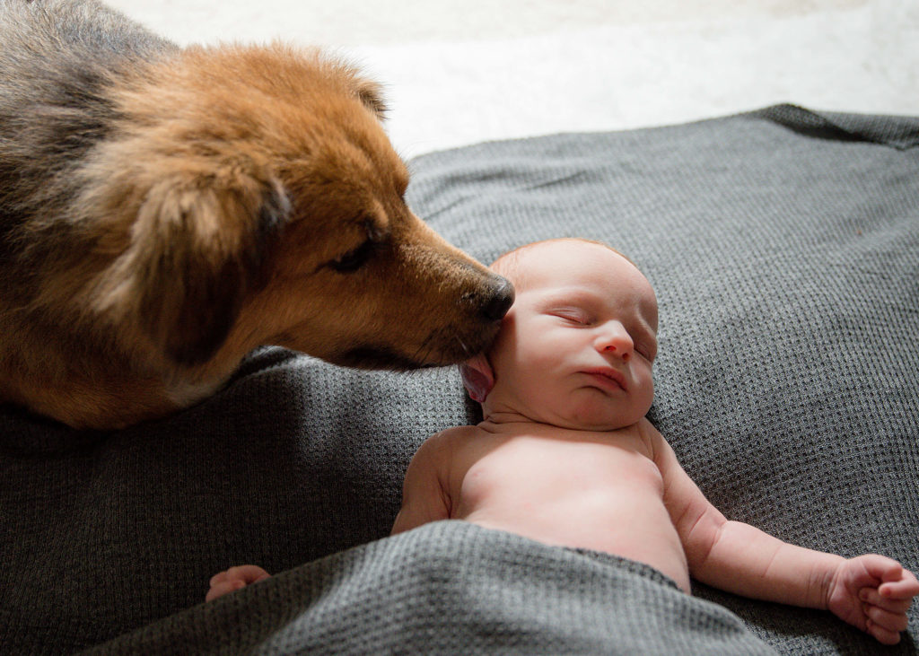 dog with newborn