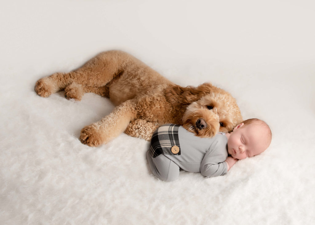 Dog behavior with new baby 