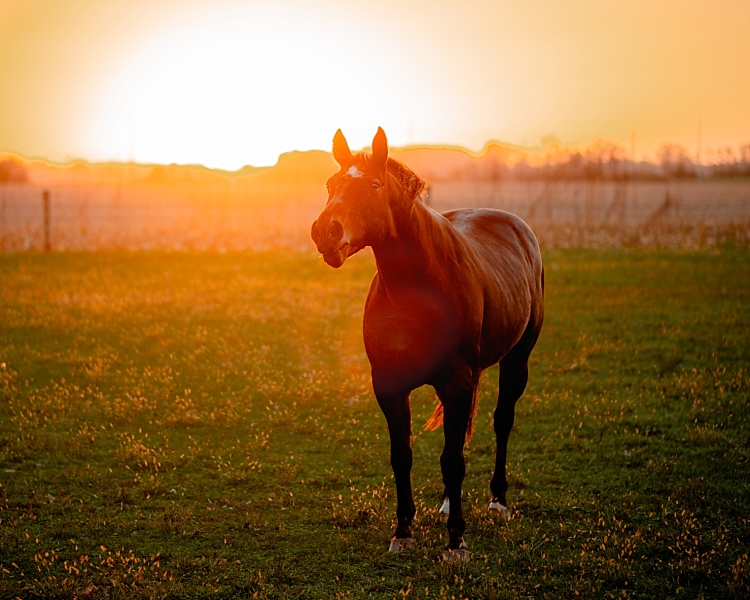 gelding neighing