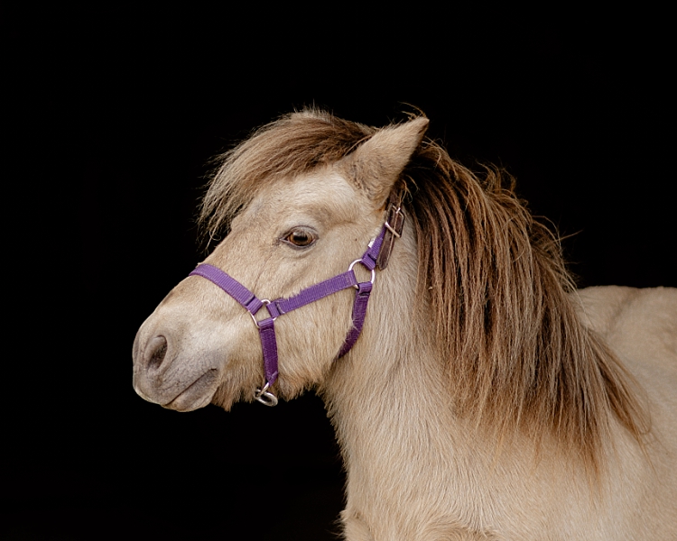 mini horse in Columbus, OH