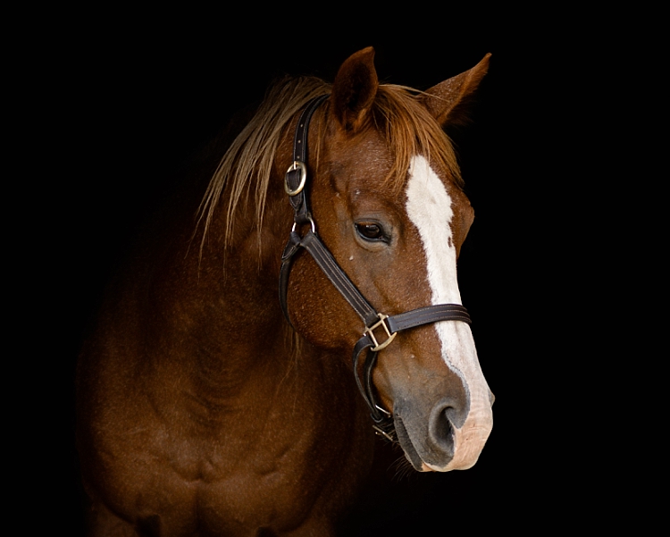 horse on black background in Columbus