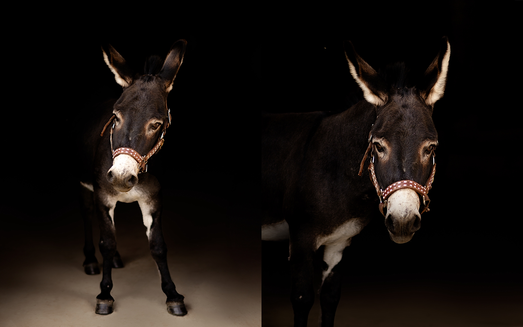 Columbus horse photography of a mini donkey