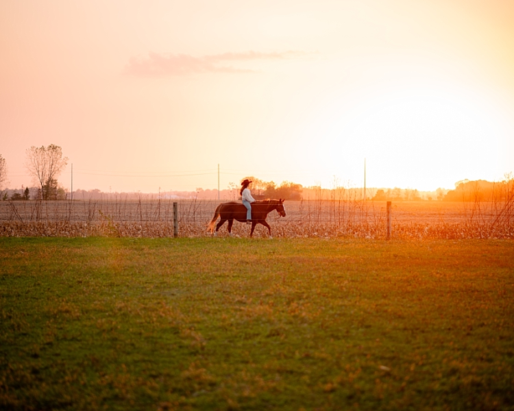 horse photography  of a mare at sunset in Columbus, Ohio