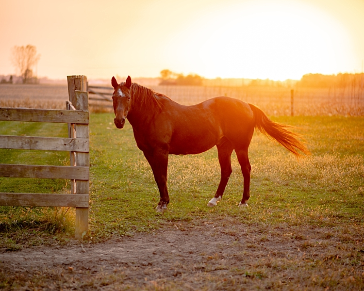 gelding at sunset in Ohio