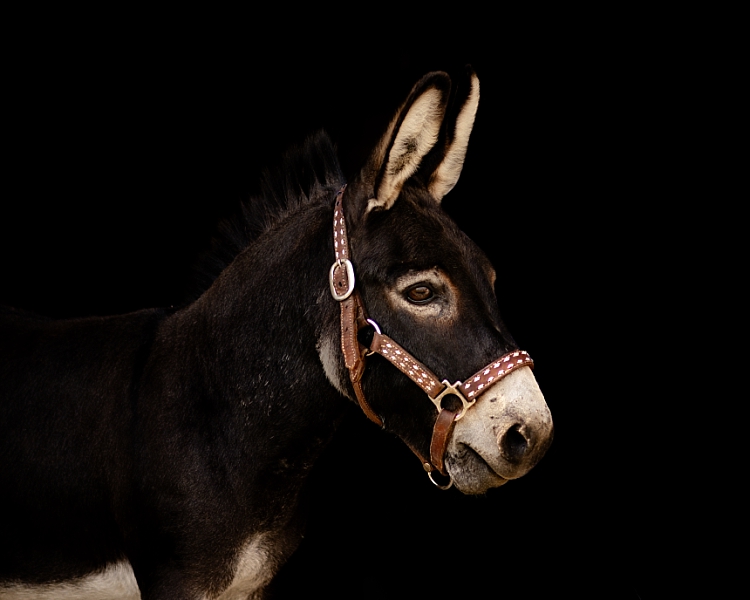 donkey on black background