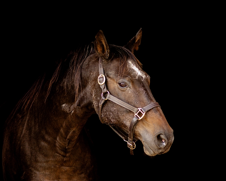 horse on black